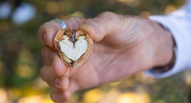 nutrición, nueces, personas mayores