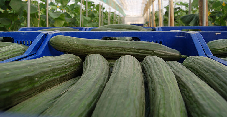 Los productores españoles de pepino reivindican el consumo nacional