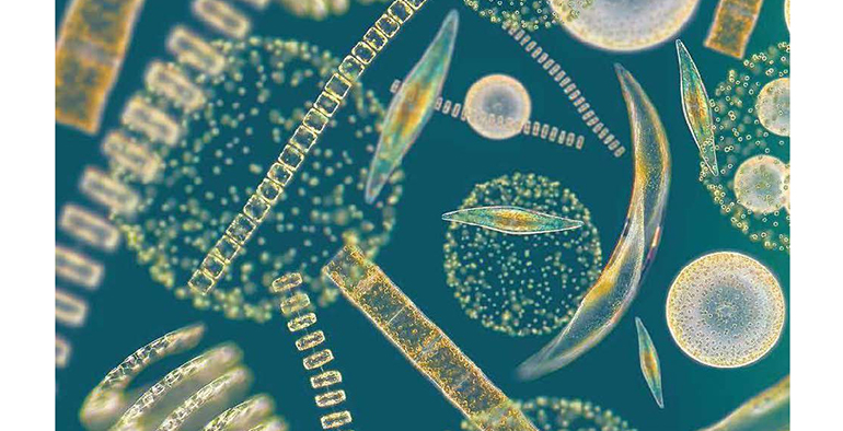 aimplas-trabaja-en-un-proyecto-innovador-crear-diez-soluciones-basadas-en-algas