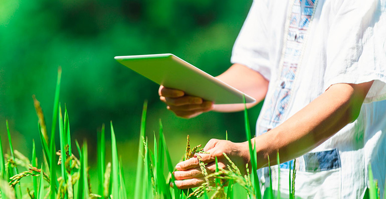 BENEO se asocia con Rikolto para llevar a cabo un proyecto de cultivo sostenible de arroz en Vietnam