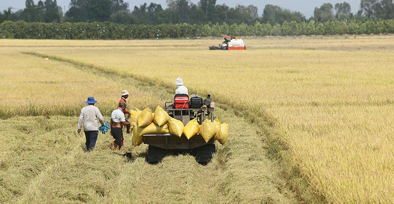 BENEO se asocia con Rikolto para llevar a cabo un proyecto de cultivo sostenible de arroz en Vietnam