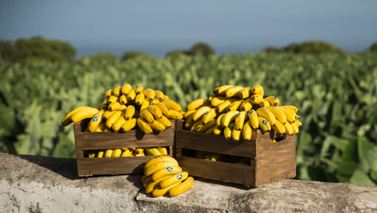 El plátano de Canarias, un aliado en las dietas de adelgazamiento