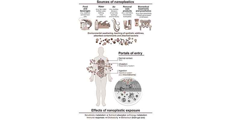 efectos de los nanoplásticos en la microbiota