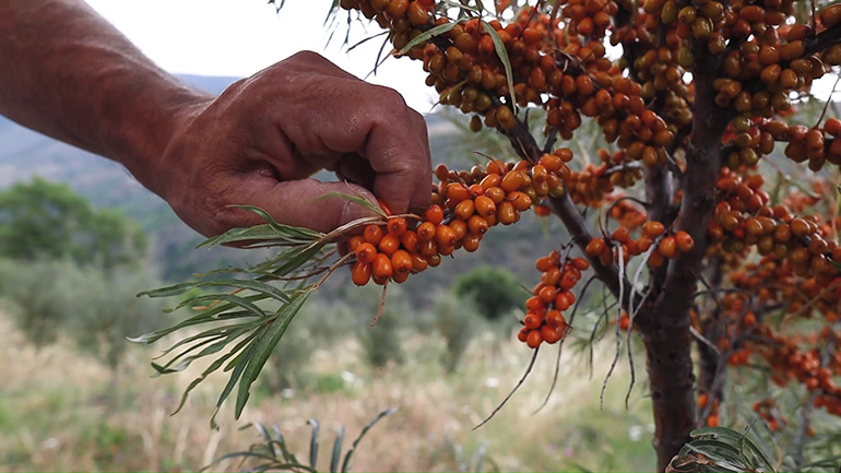 El auge de la salud preventiva impulsa a Vitae a un crecimiento récord y a reforzar su presencia en más de 15 países