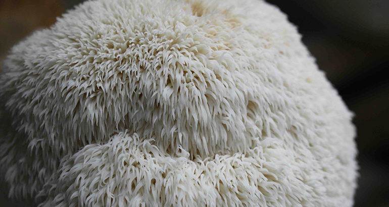 Hifas da Terra, a la cabeza de la investigación en enfermedades neurodegenerativas