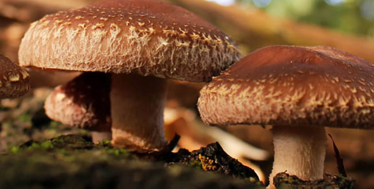 Hifas da Terra apuesta por la micología para crear bosques más resilientes en Galicia