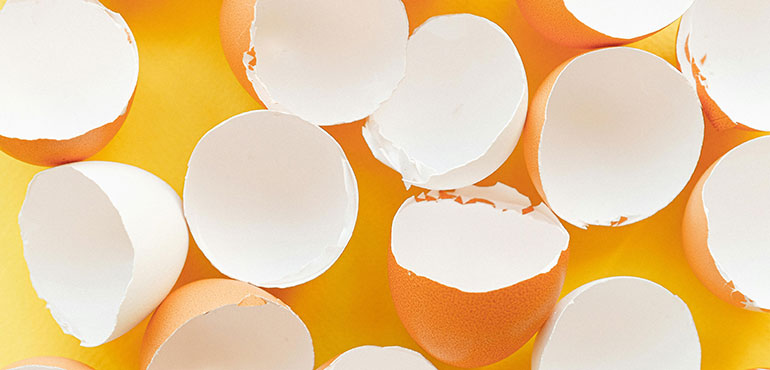 La membrana de cáscara de huevo fresca, fuente única de compuestos bioactivos clave