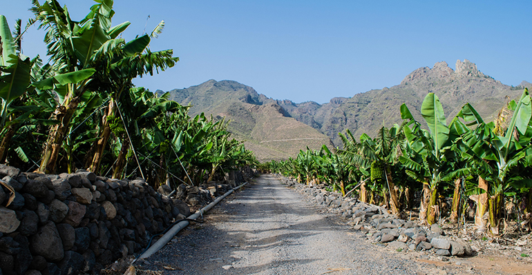 El plátano de Canarias, un aliado en las dietas de adelgazamiento