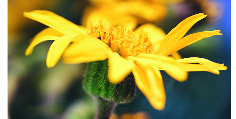arnica-una-joya-botanica-protegida-salvaguardar-su-herencia-ancestral