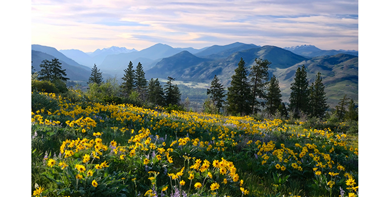 Árnica, una joya botánica protegida para salvaguardar su herencia ancestral